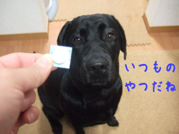 いつものやつだね.jpg