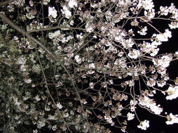 鮮やかな夜桜.jpg