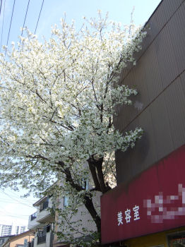 町の桜.jpg