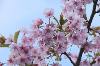 近くで見る桜.jpg