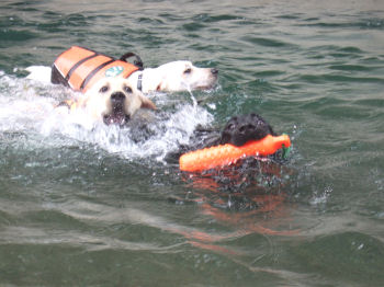 泳ぐ犬たち.jpg