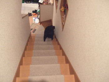 階段を降りて行く.jpg