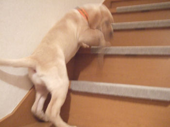 階段を登ろう.jpg