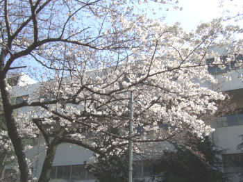 学校の桜.jpg
