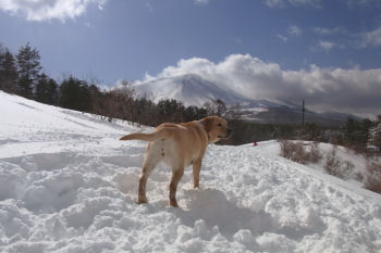 浅間山と犬.jpg