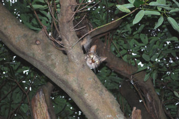 木の上の猫.jpg