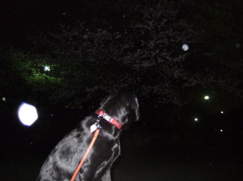 夜桜を眺めるマリー.jpg