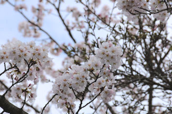 ここでも桜が.jpg