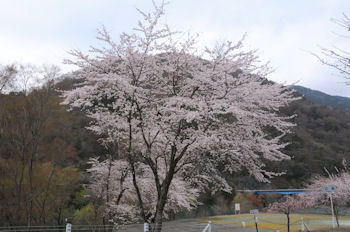 桜を見ながら.jpg